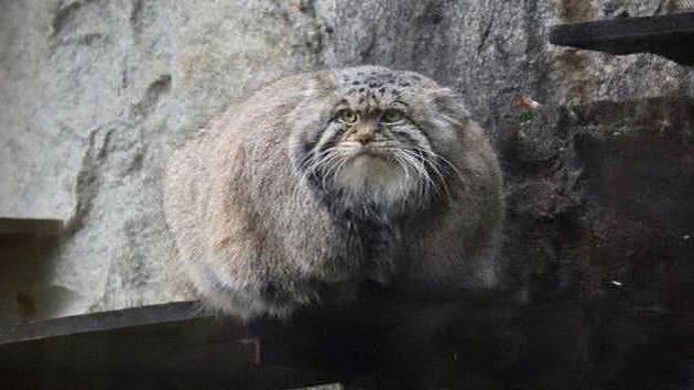 莫斯科动物园的猫科动物贡献了一个词