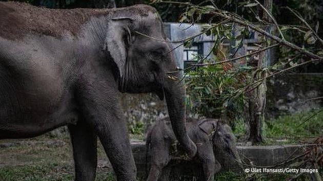 Bali: draudžiama važinėti ant dramblių parke