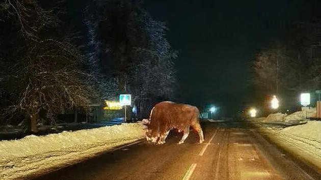 El bisonte apareció en Słoboda