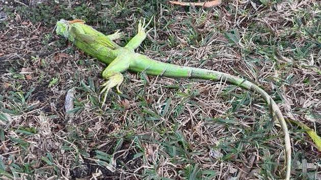 Leiser Frost versetzt Iguanas in USA in Starre