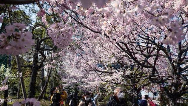 富士因旅游取消樱花节