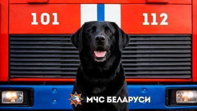 Rettungsdienst und Hund Dark Finalisten