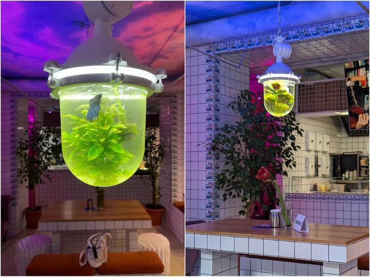 Des poissons vivants dans des lampes, une pizzeria choque à Minsk