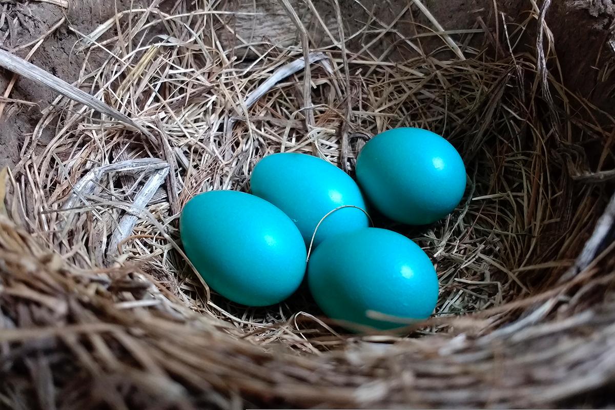 En Bielorrusia empezarán a vender huevos azules y verdes en 2027