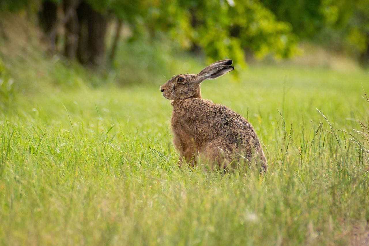 Wild animals seen more often in Minsk — and it's not just because of cameras