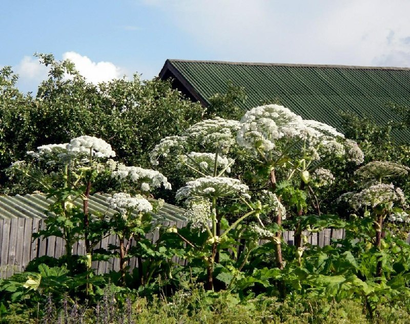 Fines for growing hogweed and goldenrod on plots start June 19