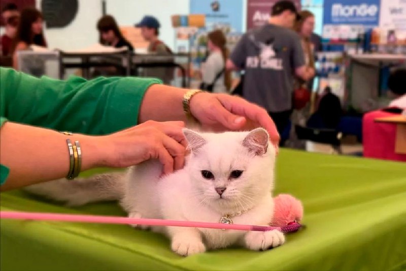 Exposición de gatos de raza en Minsk City Mall