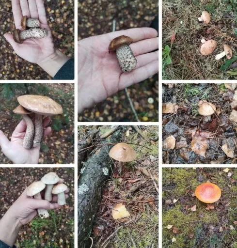 Les Biélorusses ont commencé la saison des champignons