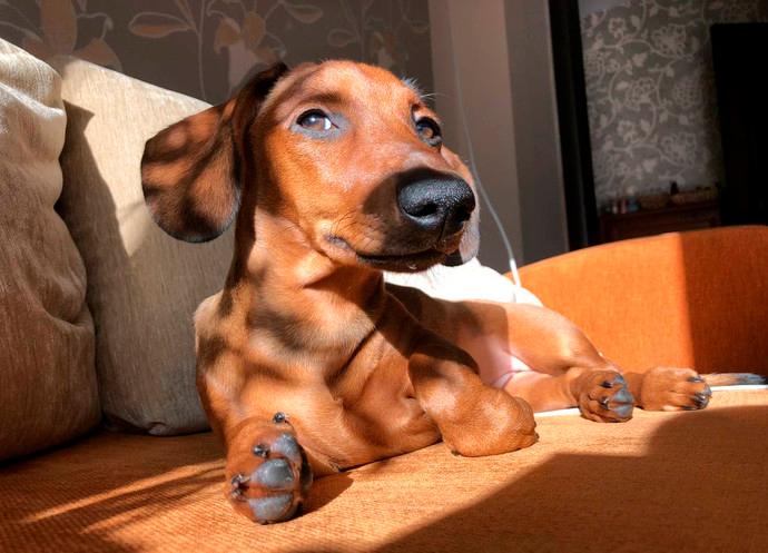 Over half of Belarusians consider vet clinic prices too high