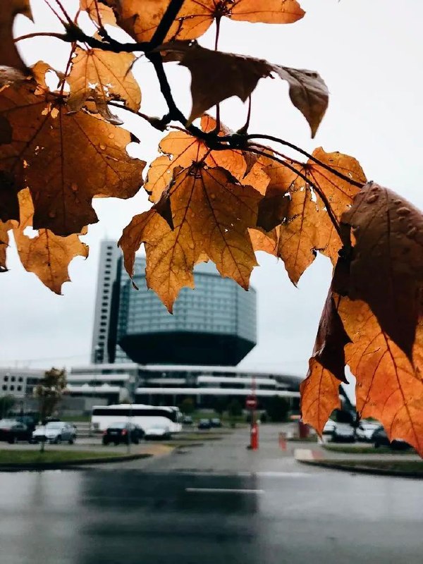 Orange alert for tomorrow: strong wind and heavy rain expected