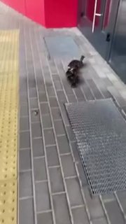 Mama duck leads seven ducklings to clinic in Kopyshe