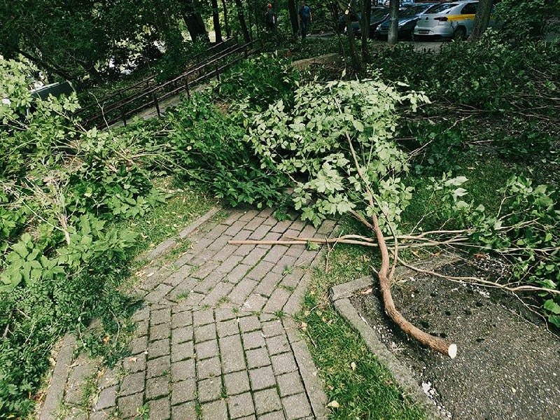 Minsk Resident Asks to Save Trees in Brestskaya Courtyard