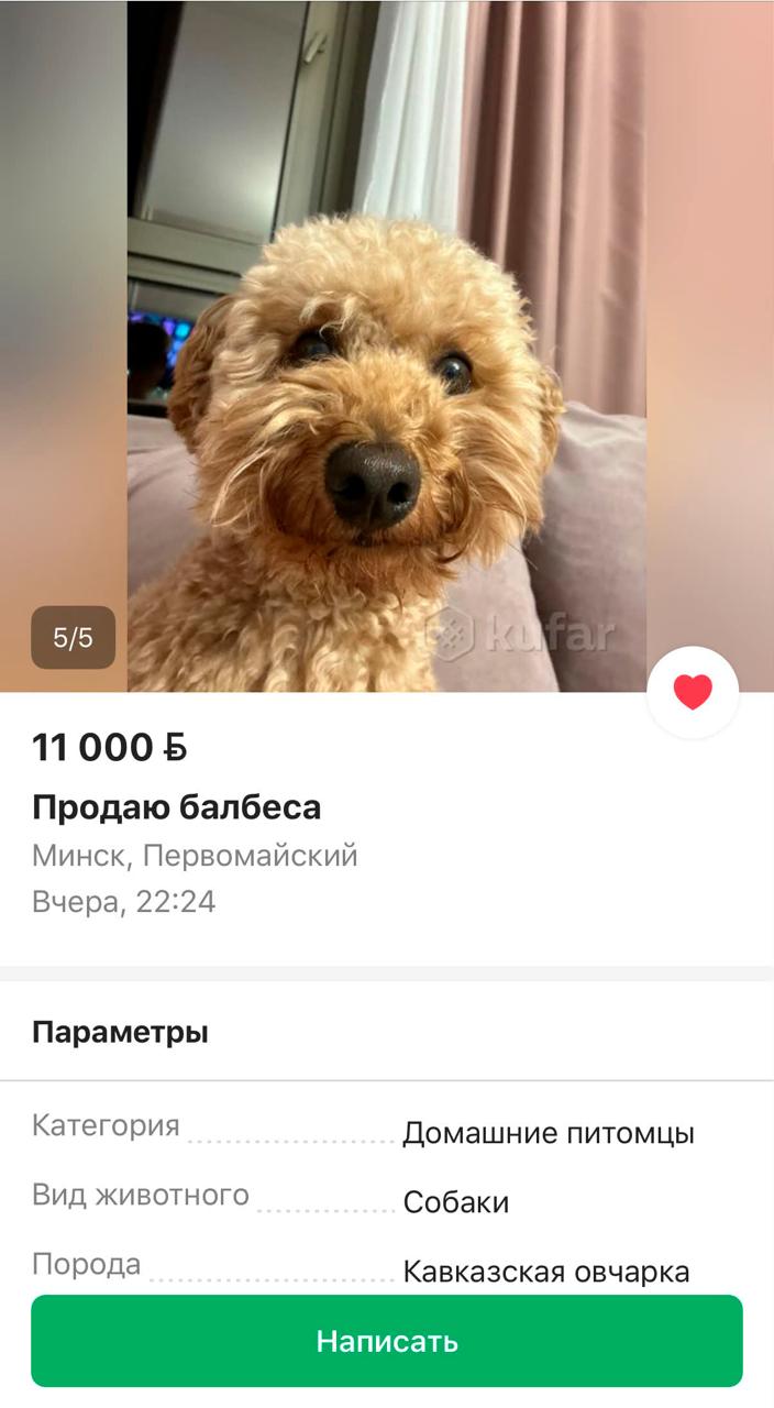 "Selling a goofball": Funny dog ad found on Kufar