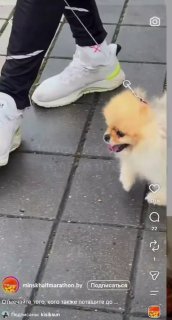 Strange moment at Minsk Half Marathon: runner drags small dog to finish line