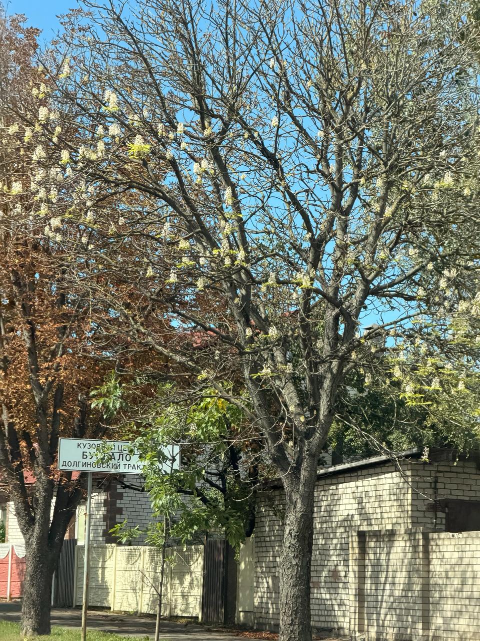 Chestnut trees bloom on Orlovskaya Street in Minsk