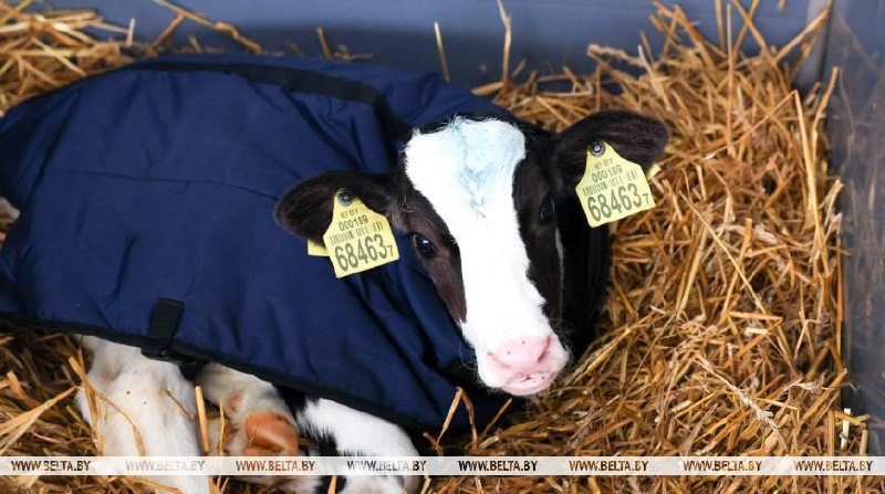 Belarusian calves get winter 'puff jackets' to stay warm in the cold