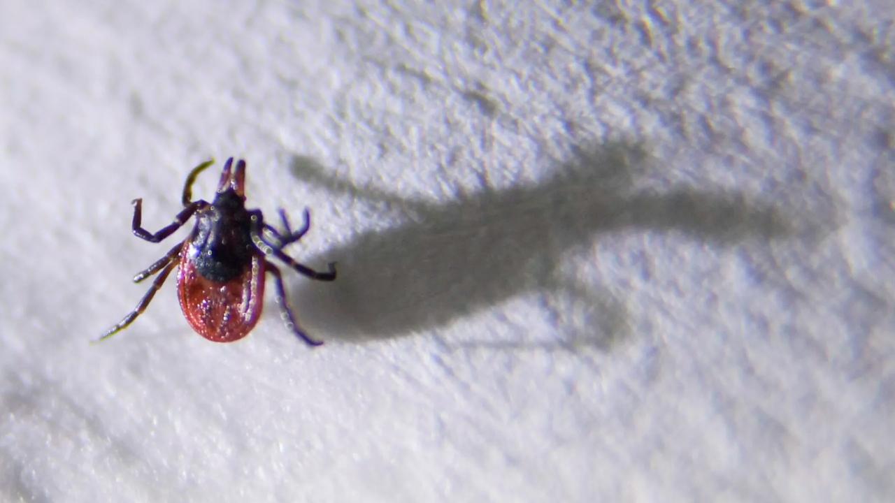 Ministry of Health assesses threat of new tick-borne virus from China for Belarus