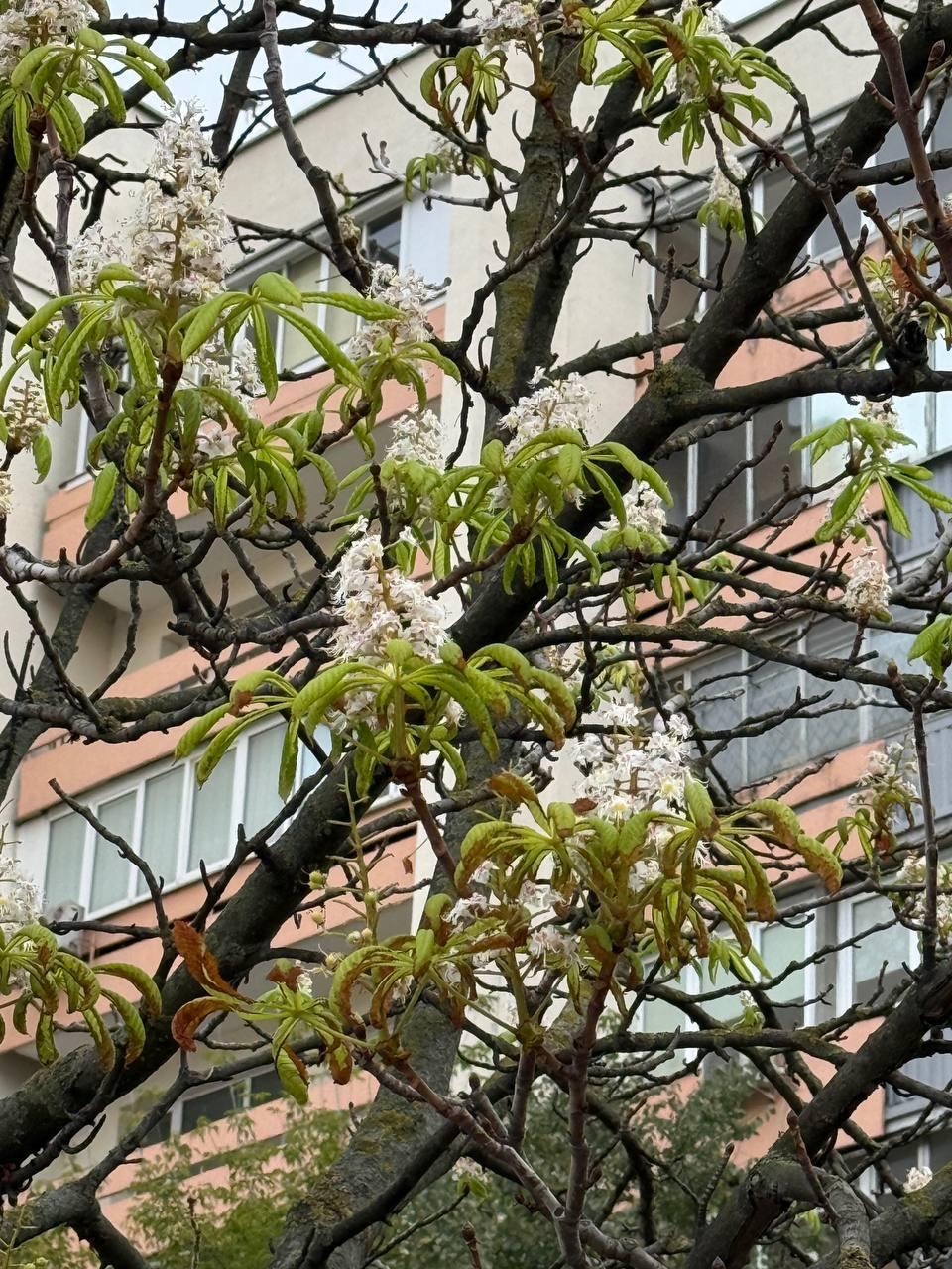 In Minsk, a chestnut tree unexpectedly blooms in September
