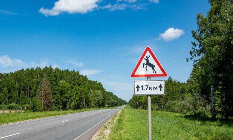 M6 Highway Among Belarus's Most Dangerous Due to Animal Collisions