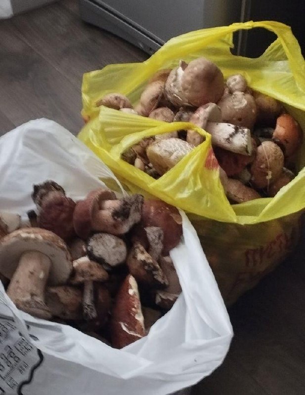 Uzda Resident Gathers Over 10 kg of Boletus and Other Mushrooms in Three Hours