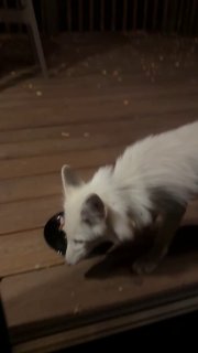 In Logoysk district, a summer resident encounters a white fox with a collar