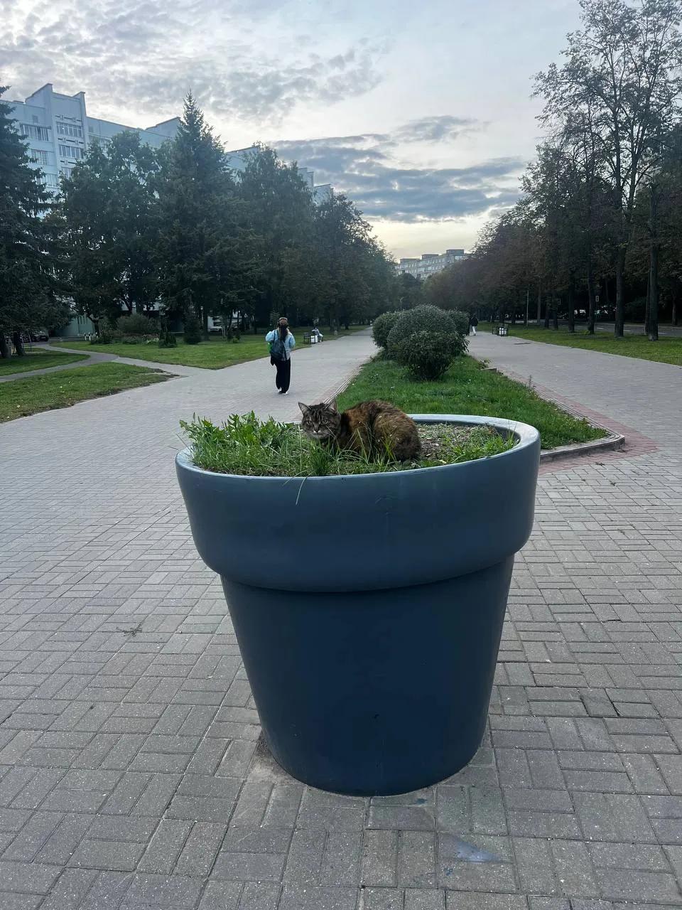 Unusual 'flower' found on a flowerbed near Komarovski Market in Minsk