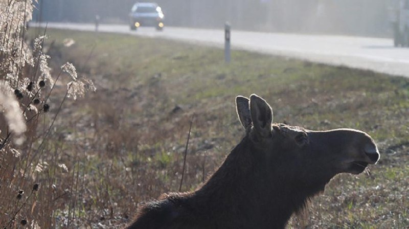 Risk of road accidents with wild animals increases in autumn