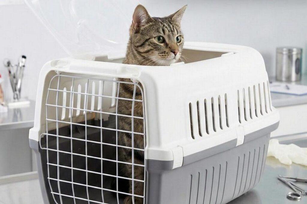 Belarus plans new requirements for veterinary clinics and veterinarians
