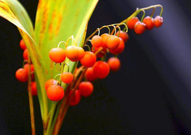 Two-year-old child hospitalized after eating lily of the valley berries in Minsk Region