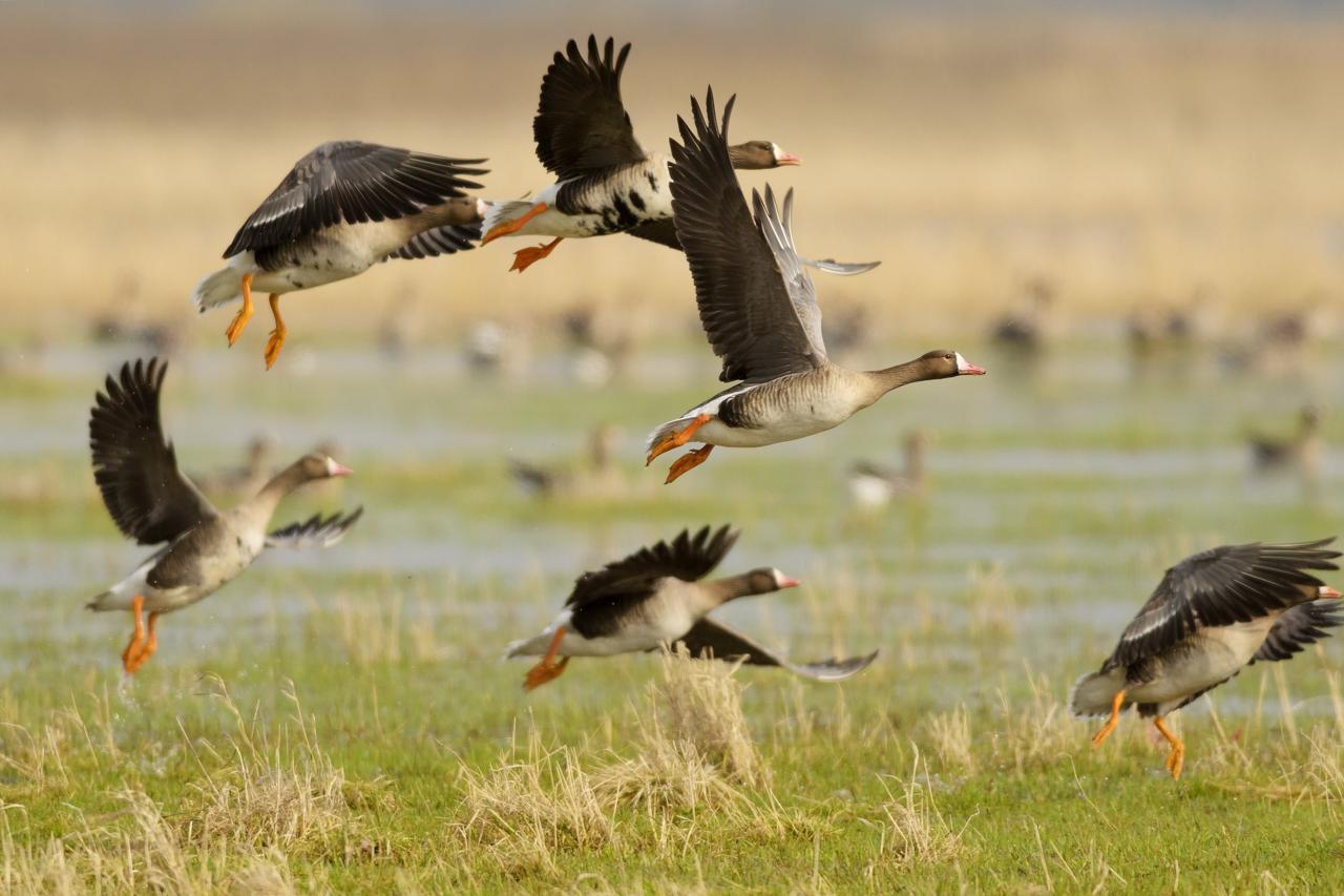 Hunting geese allowed in Belarus from September 19
