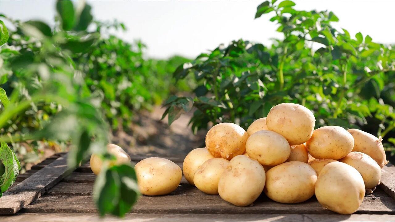 Belarus Plans to Increase Potato Production