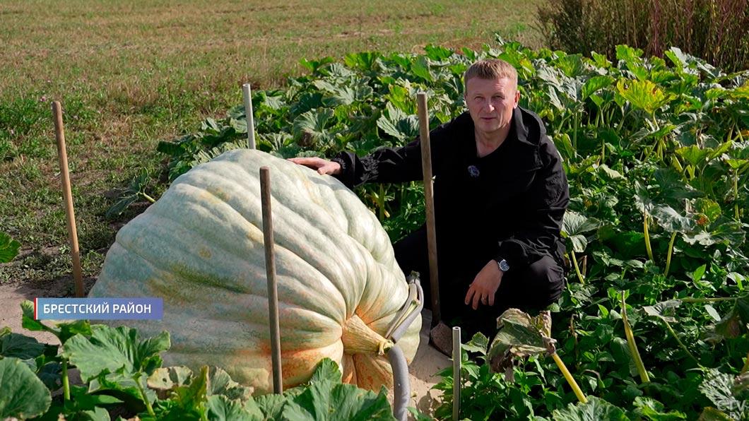 Belarusian farmer grows giant pumpkin weighing over 240 kg
