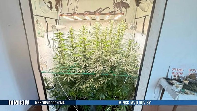 46-year-old Minsk man caught with cannabis, hallucinogenic mushrooms, and LSD at home