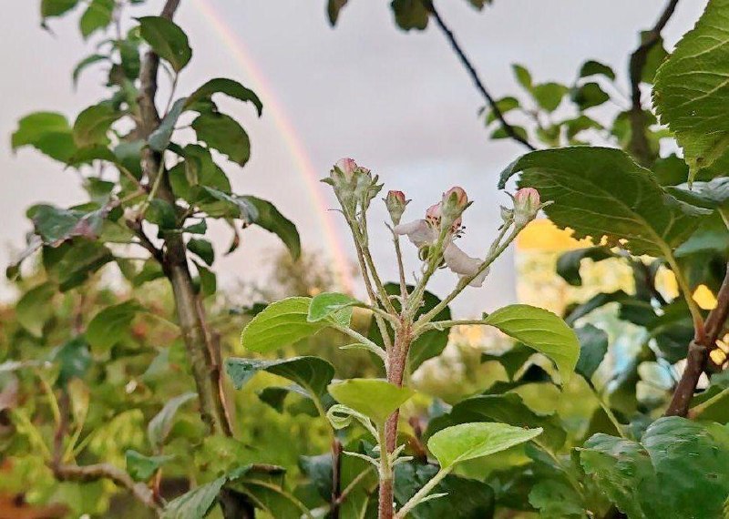 Apple tree blooms in September in Myadel