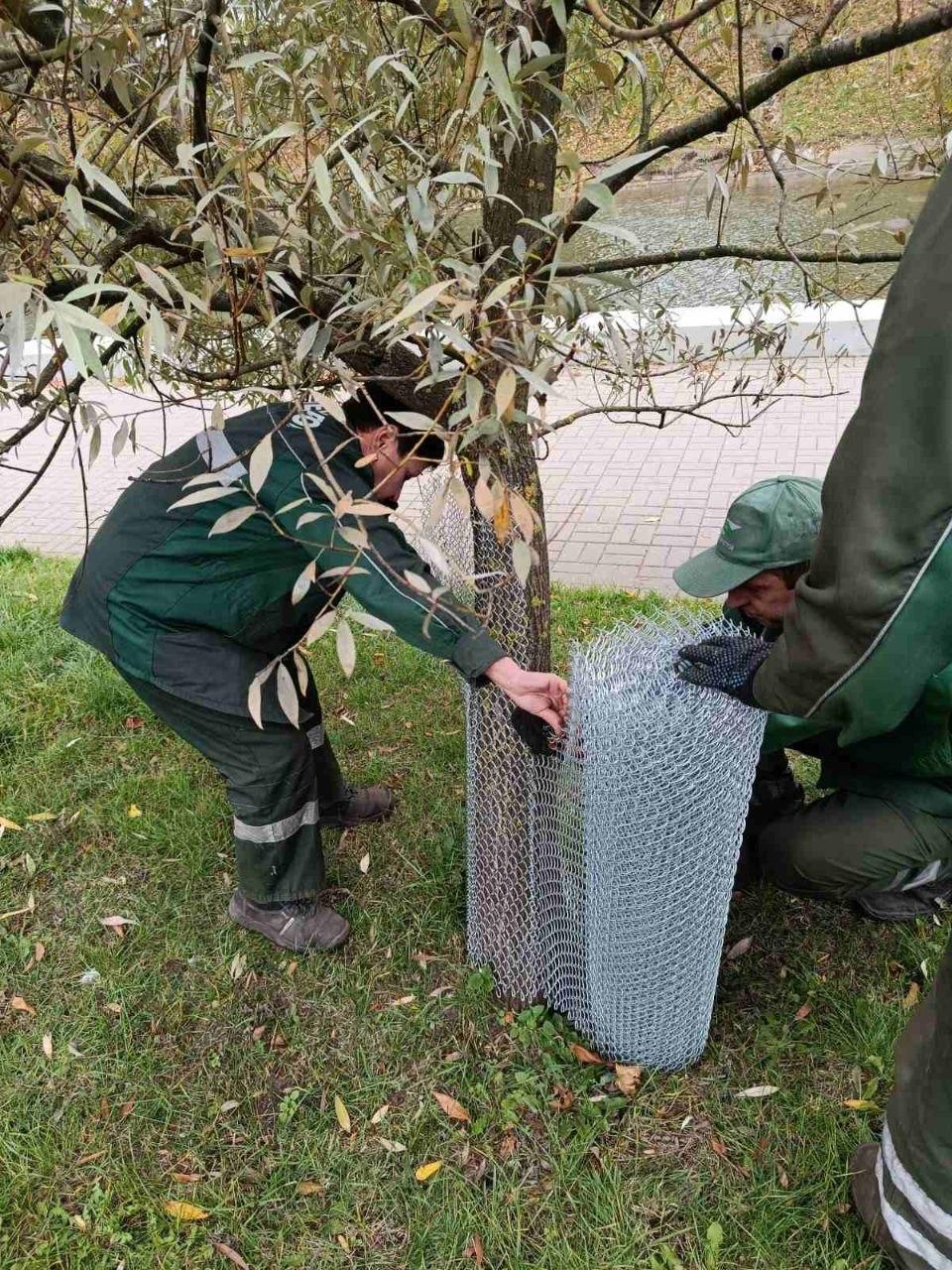 Trees in M. Gorky Park protected from beavers
