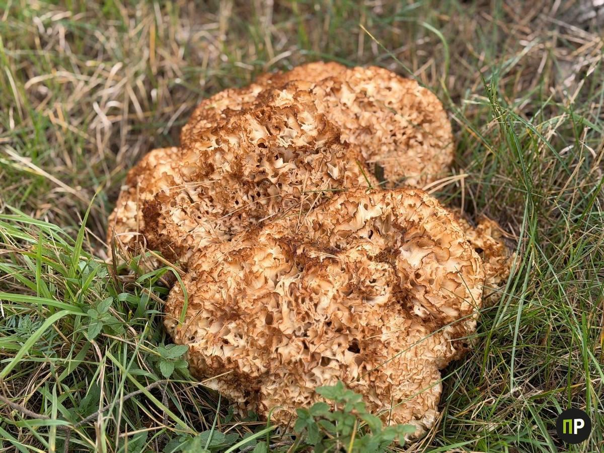 Rare protected mushroom found in Borovlyany, measuring over 40 cm in diameter