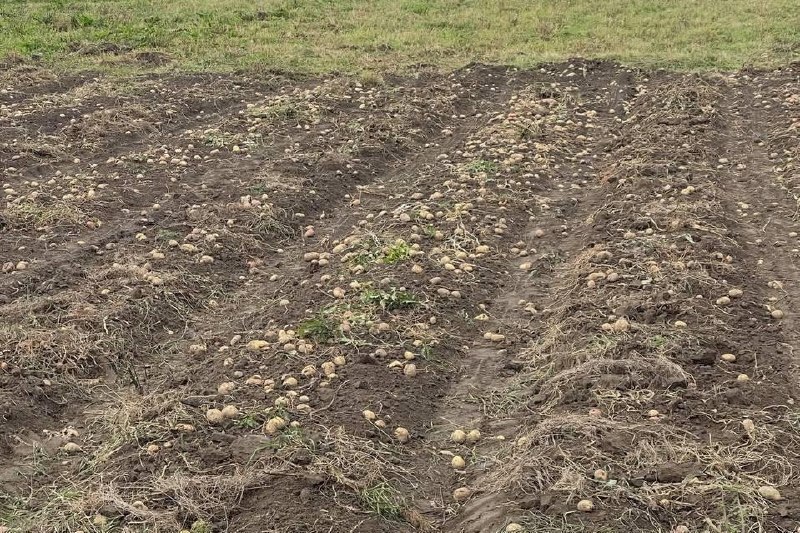 Belarusian man offered free potatoes, internet debated storage methods