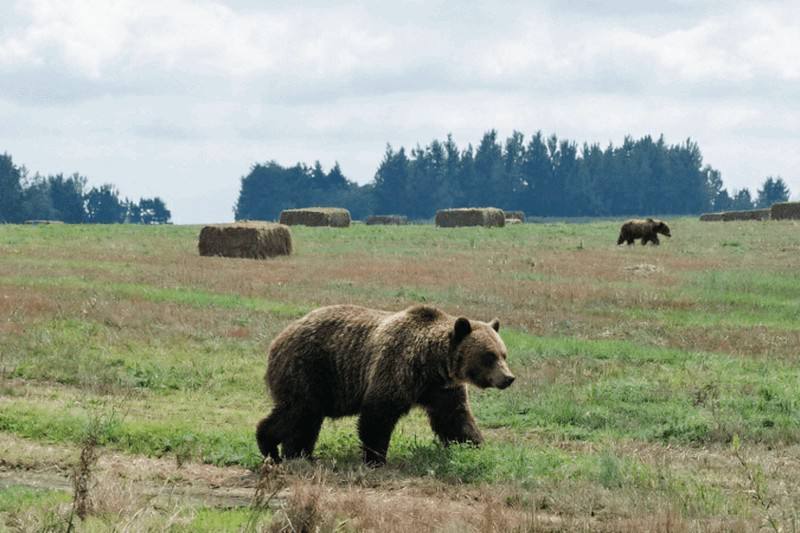 Bears spotted near National Airport Minsk