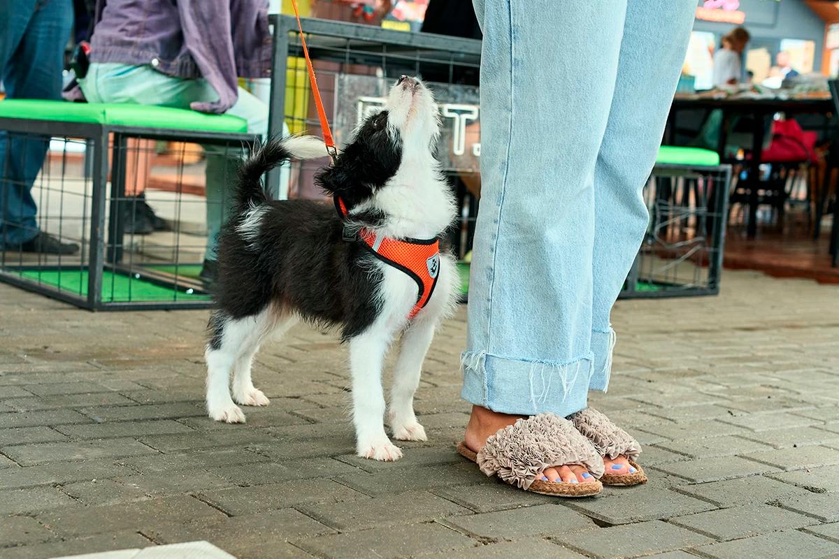 Over 50 cats and dogs will look for new homes at the 'Tailed Yard' festival