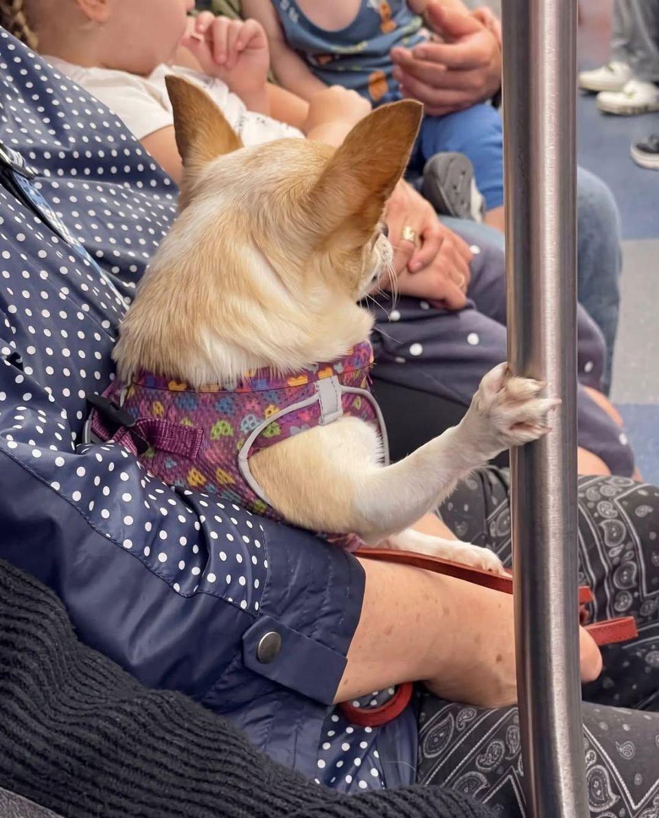 A very cultured dog spotted in the Minsk metro
