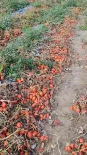 Slutsk District resident shows off tomato harvest, can't hide emotions