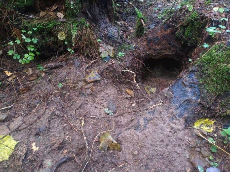 Brown bear spotted near Starinki village near Dzerzhinsk