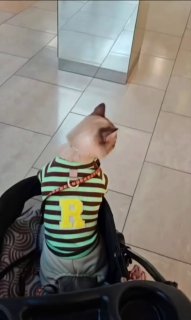 A cat strolls through Dana Mall in Minsk