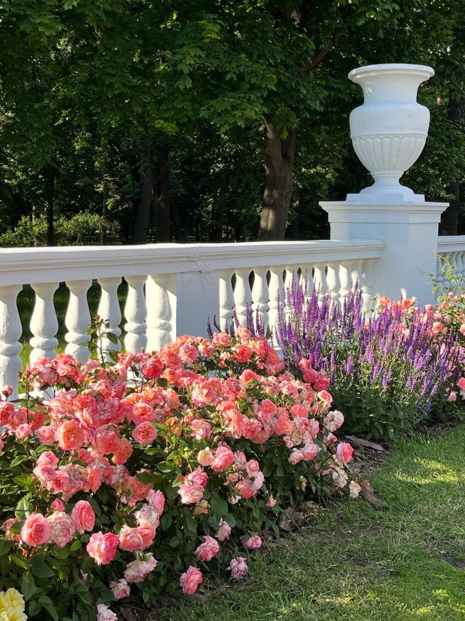 A blooming sea of flowers now in Yanka Kupala Park
