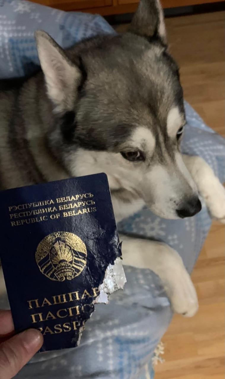 Dog didn't want its owner to leave