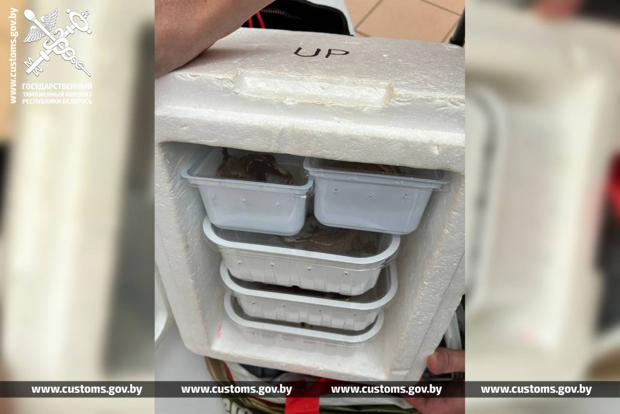 Exotic lizards seized at Brest border crossing handed to Minsk Zoo