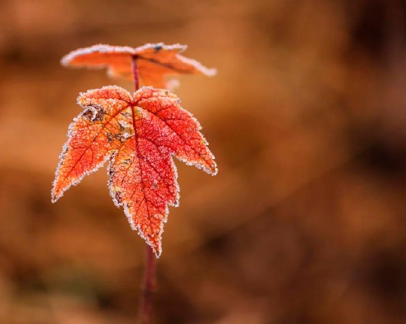 Indian summer in Belarus to be replaced by first frosts, down to –4°C