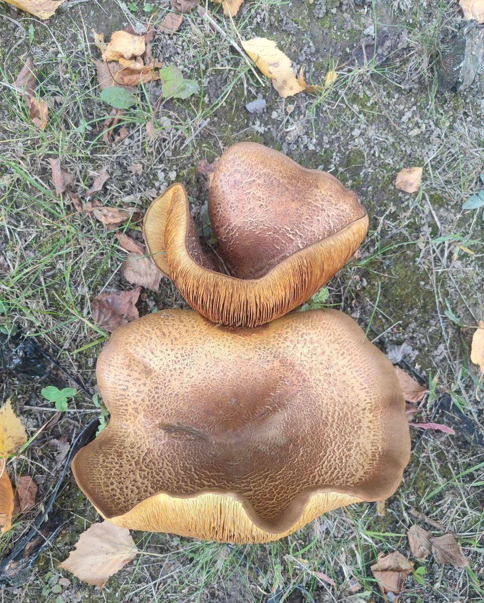 Giant boletus mushrooms grow near BONUS shopping center