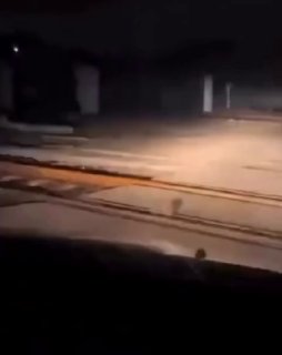 In Belarus, a hedgehog crossed the railway tracks and fell down