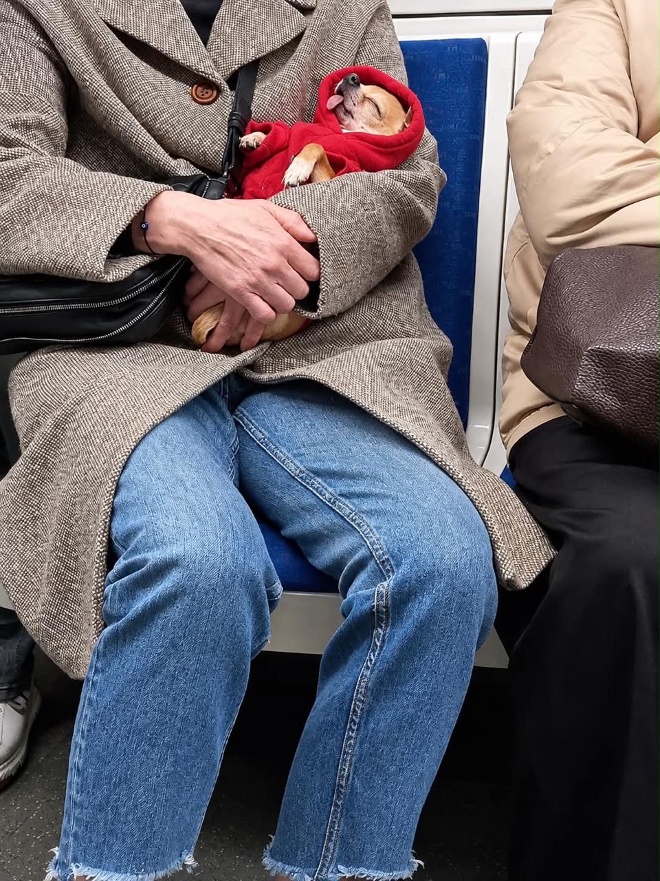 Cuteness in the subway